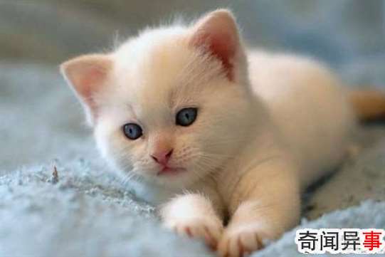 è:Cream Puff38(漣)