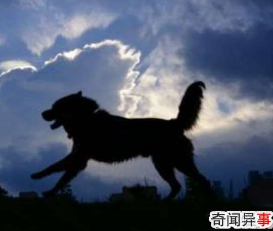 哮天犬的来历,哮天犬在天上是什么神(辅助二郎神斩妖除魔)