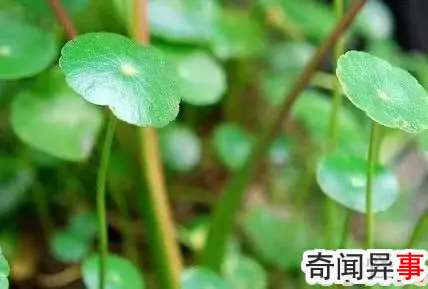 东京奥运会是第几届奥运会?