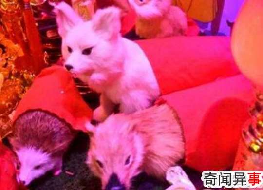 出马仙的科学解释 出马仙是什么意思