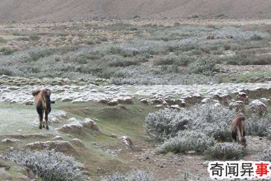 甘肃发现首例白化野骆驼：与众不同的基因，易被世界淘汰