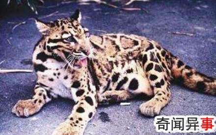 台湾最大野生动物,台湾云豹被证实已灭绝(人类过度捕杀)