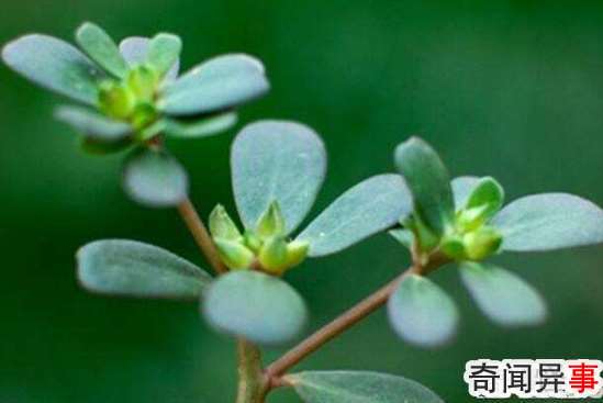 马齿苋不能和什么一起吃 什么人不能吃马齿苋