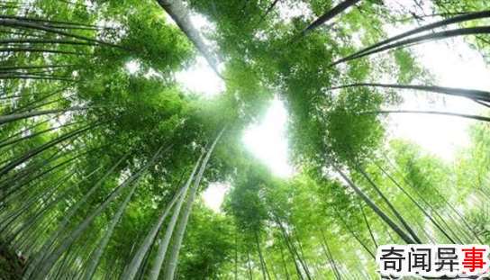 世界上生长最快的植物:毛竹,一昼夜能长高1米(图2)