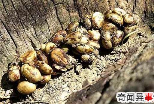 猫屎咖啡真的是猫屎吗?猫屎咖啡的由来(价格不菲)