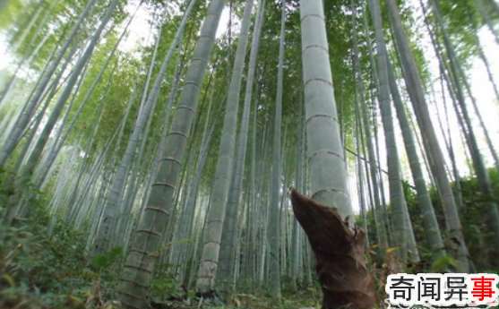 世界上生长最快的植物:毛竹,一昼夜能长高1米(图1)