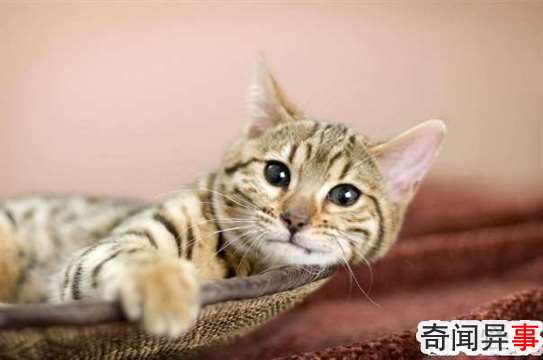 è:Cream Puff38(漣)