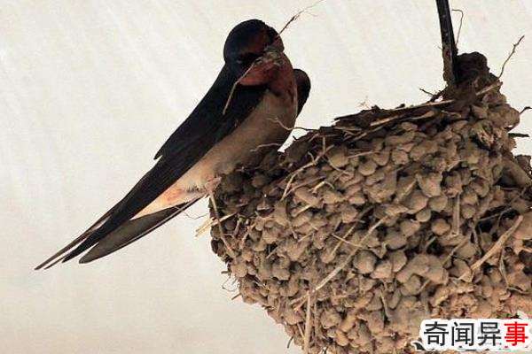 ڼԤʾʲô˼?˺Ͳϣ