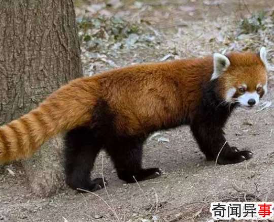 九尾狐真的存在吗?揭秘古代神话传说中的九尾狐