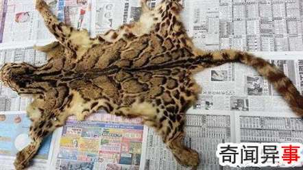 台湾最大野生动物,台湾云豹被证实已灭绝(人类过度捕杀)
