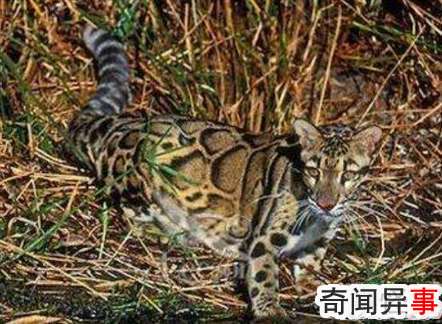 台湾最大野生动物,台湾云豹被证实已灭绝(人类过度捕杀)