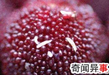 果蝇幼虫吃进肚子有什么危害